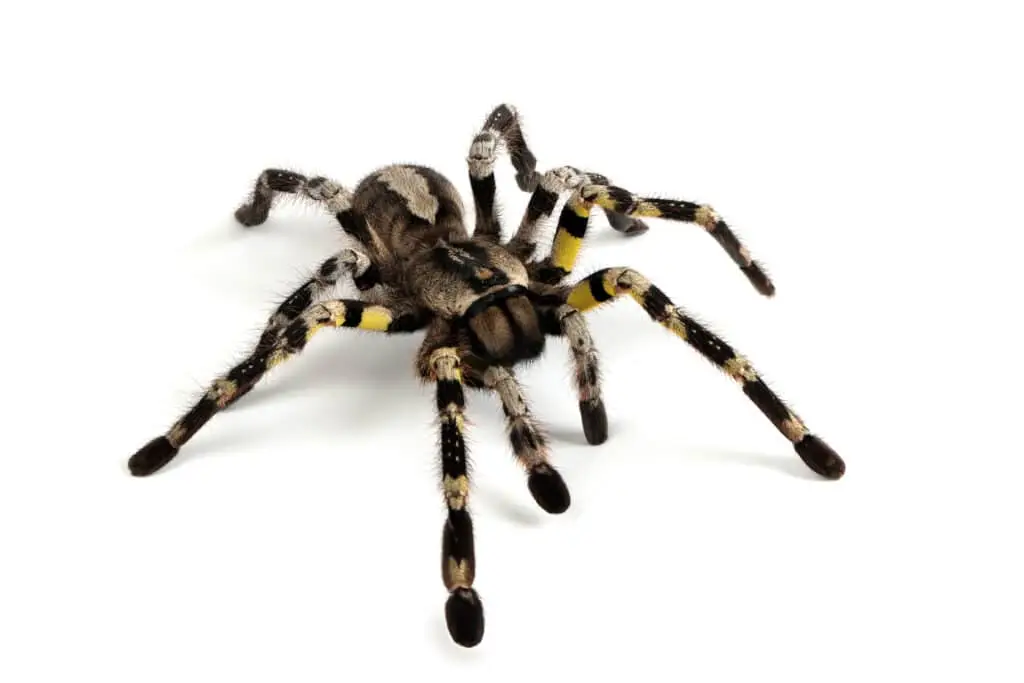 Die "Spinne" - aller Anfang ist schwer
